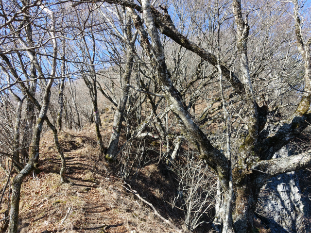 茅ヶ岳(観音峠~金ヶ岳)登山口コースガイド 巨岩【登山口ナビ】