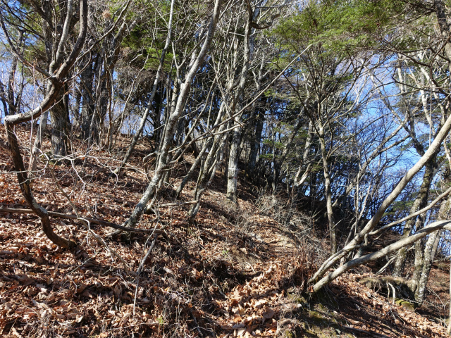 茅ヶ岳(観音峠~金ヶ岳)登山口コースガイド なだらかな尾根【登山口ナビ】