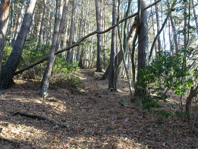 御坂黒岳(広瀬ルート)登山口コースガイド 植林帯【登山口ナビ】