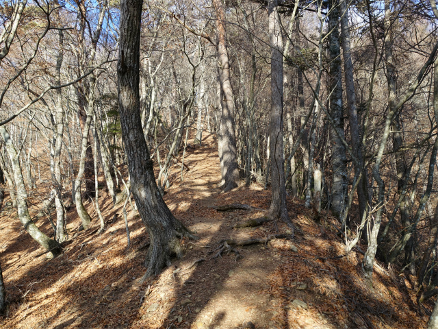 御坂黒岳(広瀬ルート)登山口コースガイド 尾根上【登山口ナビ】