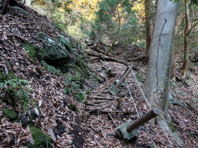 大山(浄発願寺奥ノ院~梅ノ木尾根)登山口コースガイド 急斜面【登山口ナビ】