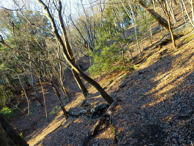 大山(浄発願寺奥ノ院~梅ノ木尾根)登山口コースガイド トラバース【登山口ナビ】