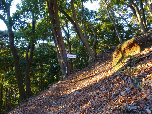 大山(浄発願寺奥ノ院~梅ノ木尾根)登山口コースガイド 尾根【登山口ナビ】