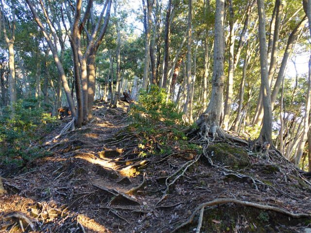 大山(浄発願寺奥ノ院~梅ノ木尾根)登山口コースガイド 尾根【登山口ナビ】