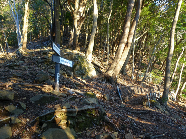 大山(浄発願寺奥ノ院~梅ノ木尾根)登山口コースガイド トラバース【登山口ナビ】