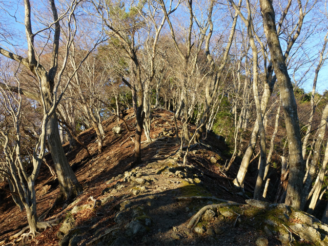 大山(浄発願寺奥ノ院~梅ノ木尾根)登山口コースガイド【登山口ナビ】
