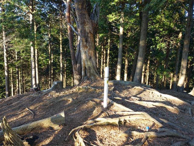 大山(浄発願寺奥ノ院~梅ノ木尾根)登山口コースガイド 二ノ沢の頭【登山口ナビ】