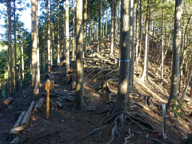 大山(浄発願寺奥ノ院~梅ノ木尾根)登山口コースガイド 管理用経路分岐【登山口ナビ】