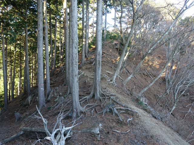 大山(浄発願寺奥ノ院~梅ノ木尾根)登山口コースガイド 痩せ尾根【登山口ナビ】