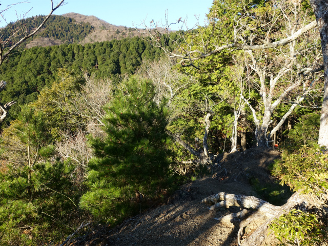 大山(浄発願寺奥ノ院~梅ノ木尾根)登山口コースガイド【登山口ナビ】