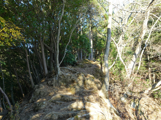 大山(浄発願寺奥ノ院~梅ノ木尾根)登山口コースガイド 露岩【登山口ナビ】