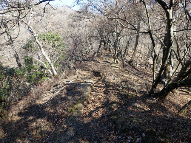 愛鷹山～位牌岳（愛鷹水神社口）登山口コースガイド 稜線【登山口ナビ】