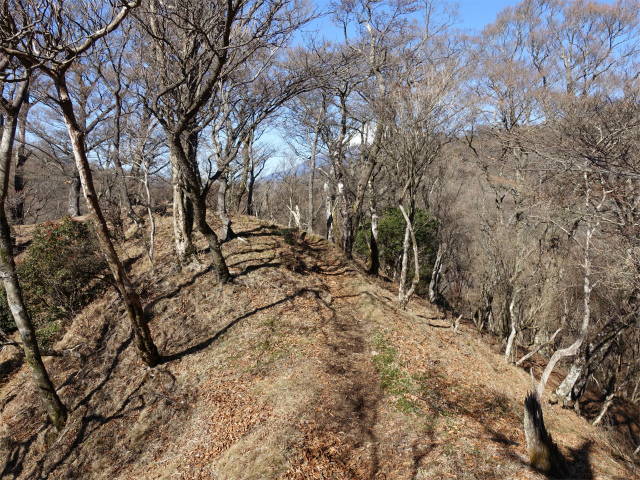 愛鷹山～位牌岳（愛鷹水神社口）登山口コースガイド 痩せ尾根【登山口ナビ】