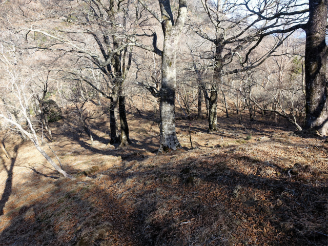 愛鷹山～位牌岳（愛鷹水神社口）登山口コースガイド 馬場平の直下【登山口ナビ】