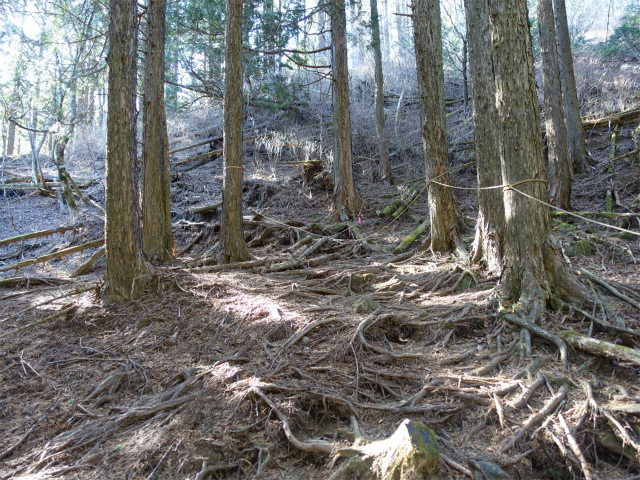 愛鷹山～位牌岳（愛鷹水神社口）登山口コースガイド【登山口ナビ】