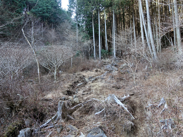 愛鷹山～位牌岳（愛鷹水神社口）登山口コースガイド ミツマタ群生地【登山口ナビ】