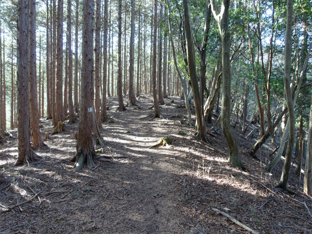 愛鷹山～位牌岳（愛鷹水神社口）登山口コースガイド なだらかなピーク【登山口ナビ】
