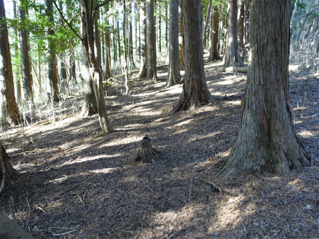 愛鷹山～位牌岳（愛鷹水神社口）登山口コースガイド オールド空き瓶【登山口ナビ】