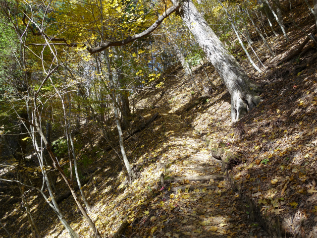 三頭山(鞘口峠~ブナの路)【登山口ナビ】