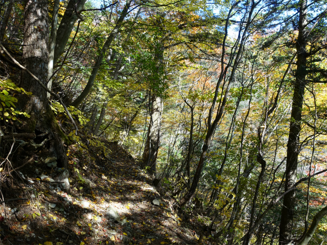 三頭山(鞘口峠~ブナの路) 折り返し【登山口ナビ】