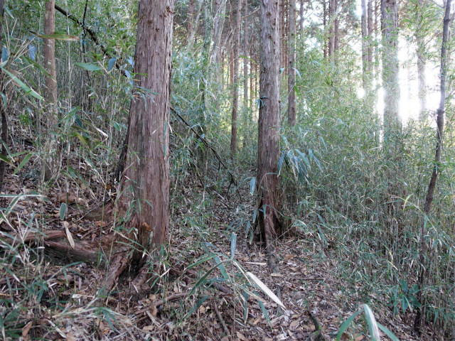 位牌岳（池ノ平コース）登山口コースガイド 展望台近道急登【登山口ナビ】
