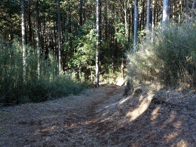 位牌岳（池ノ平コース）登山口コースガイド 散策路【登山口ナビ】