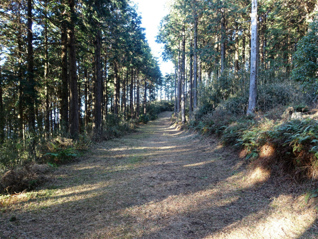 位牌岳（池ノ平コース）登山口コースガイド 防火帯【登山口ナビ】