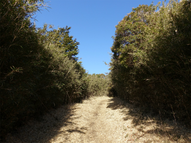 位牌岳（池ノ平コース）登山口コースガイド 笹薮【登山口ナビ】