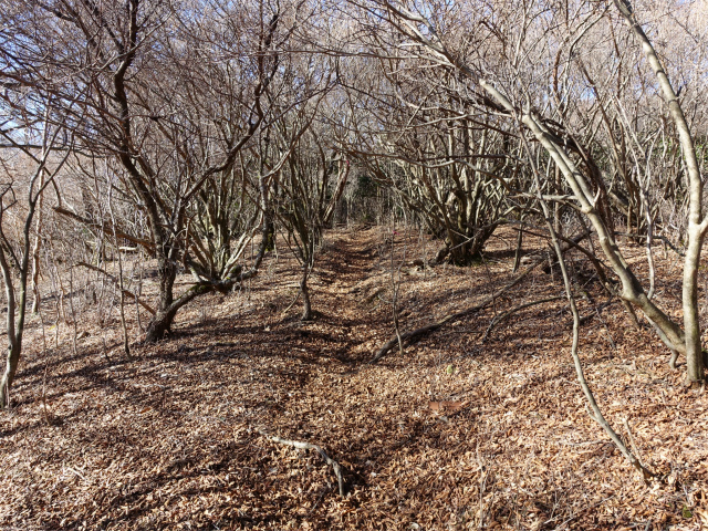 位牌岳（池ノ平コース）登山口コースガイド 平坦な道【登山口ナビ】