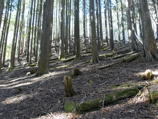 畦ヶ丸(西丹沢ビジターセンター~権現山)登山口コースガイド 植林帯【登山口ナビ】