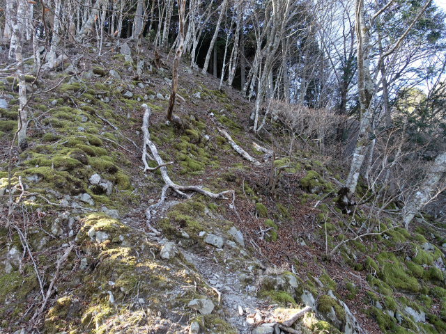 畦ヶ丸(西丹沢ビジターセンター~権現山)登山口コースガイド 苔むした岩【登山口ナビ】