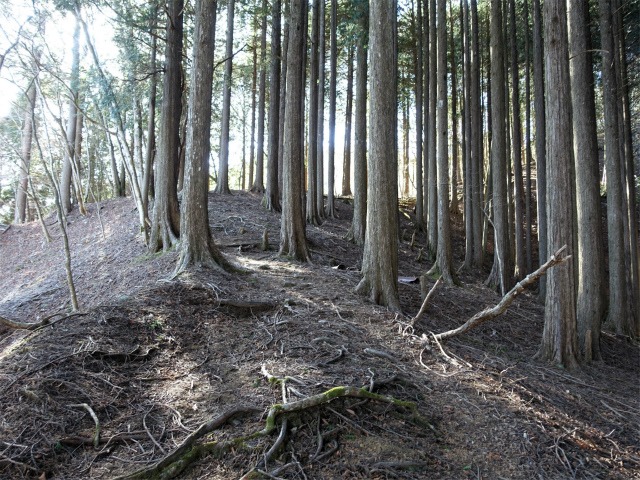 畦ヶ丸(西丹沢ビジターセンター~権現山)登山口コースガイド 植林帯【登山口ナビ】