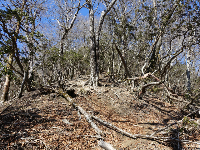 畦ヶ丸(西丹沢ビジターセンター~権現山)登山口コースガイド 山頂直下【登山口ナビ】