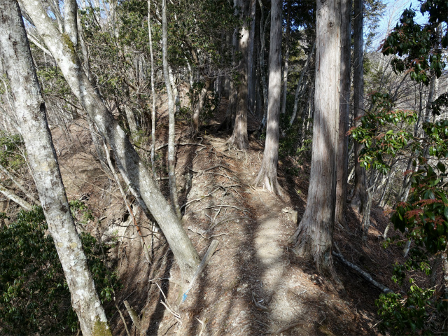 畦ヶ丸(大滝コース)登山口コースガイド 痩せ尾根【登山口ナビ】