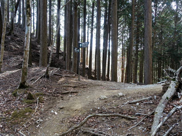 畦ヶ丸(大滝コース)登山口コースガイド 植林帯の尾根筋【登山口ナビ】