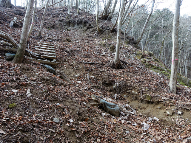 畦ヶ丸(大滝コース)登山口コースガイド 急斜面【登山口ナビ】