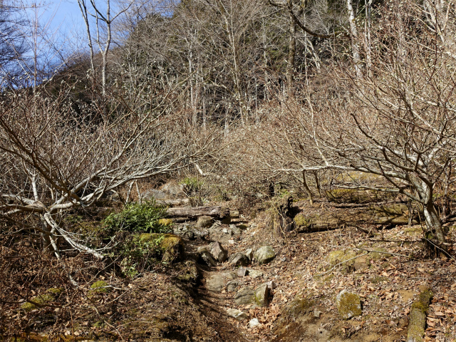 畦ヶ丸(大滝コース)登山口コースガイド ミツマタ群生地【登山口ナビ】