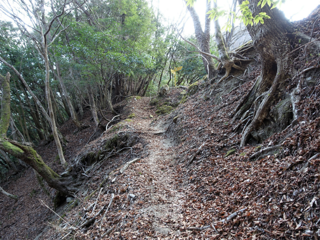 畦ヶ丸(大滝コース)登山口コースガイド 尾根筋【登山口ナビ】