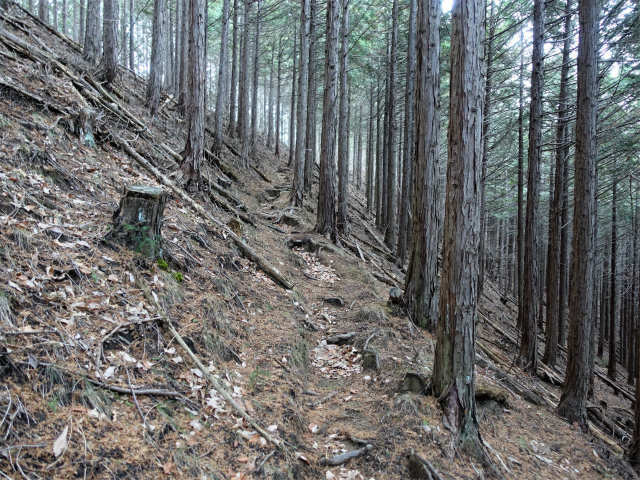 ハマイバ・大蔵高丸（景徳院～曲り沢峠）登山口コースガイド 植林帯【登山口ナビ】