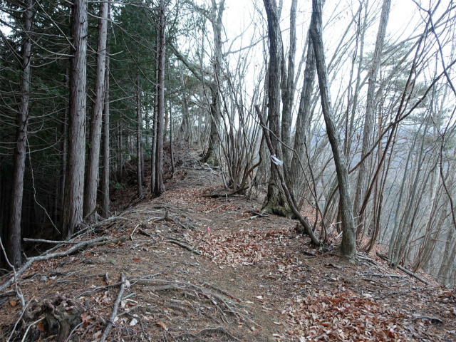 ハマイバ・大蔵高丸（景徳院～曲り沢峠）登山口コースガイド なだらかな尾根【登山口ナビ】