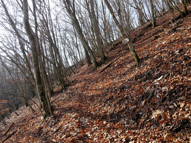 ハマイバ・大蔵高丸（景徳院～曲り沢峠）登山口コースガイド 大鹿山トラバース【登山口ナビ】