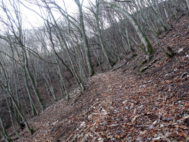 ハマイバ・大蔵高丸（景徳院～曲り沢峠）登山口コースガイド オッ立トラバース【登山口ナビ】