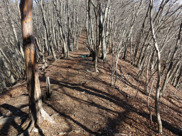 ハマイバ・大蔵高丸（景徳院～曲り沢峠）登山口コースガイド 大鹿山分岐【登山口ナビ】