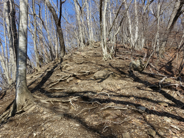 ハマイバ・大蔵高丸（景徳院～曲り沢峠）登山口コースガイド 大鹿山直下【登山口ナビ】