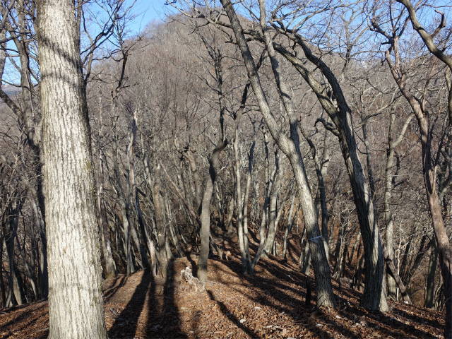 ハマイバ・大蔵高丸（景徳院～曲り沢峠）登山口コースガイド 大鹿山の鞍部【登山口ナビ】