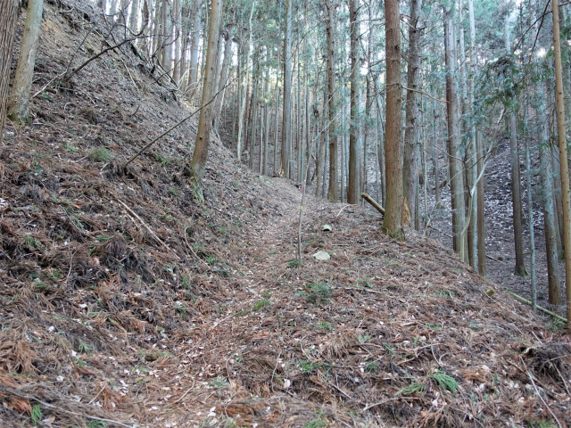 ハマイバ・大蔵高丸（景徳院～曲り沢峠）登山口コースガイド 植林帯【登山口ナビ】